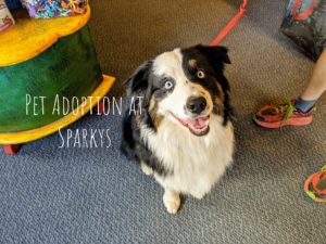 Pet Adoption Event with Mountain Pet Rescue Asheville @ Sparky's Toys & Gifts