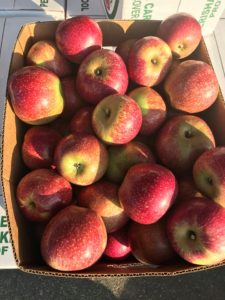 Apple Tasting @ WNC Farmers Market