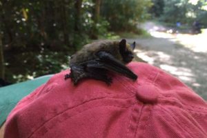 Bat-Tastic Celebration @ Cradle of Forestry - Heritage Site & Discovery Center