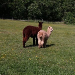 Open Farm Day - FREE! @ Venezia Dream Farm Alpacas 