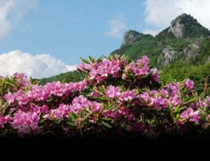 The Remarkable Rhododendron Ramble @ Grandfather Mountain