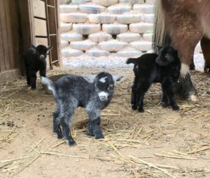 Breakfast with the Bison and Baby Goats @ Buffalo Creek Vacations