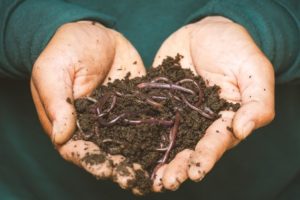 Kids' Program> Worms! @ Sow True Seed