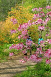 Native Azalea Day @ The North Carolina Arboretum