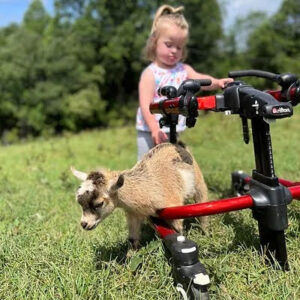 Special Needs Farm Day @ Olive Branch Cattle Co.