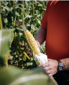 First Annual Corn Festival @ The Nix Pumpkin Patch